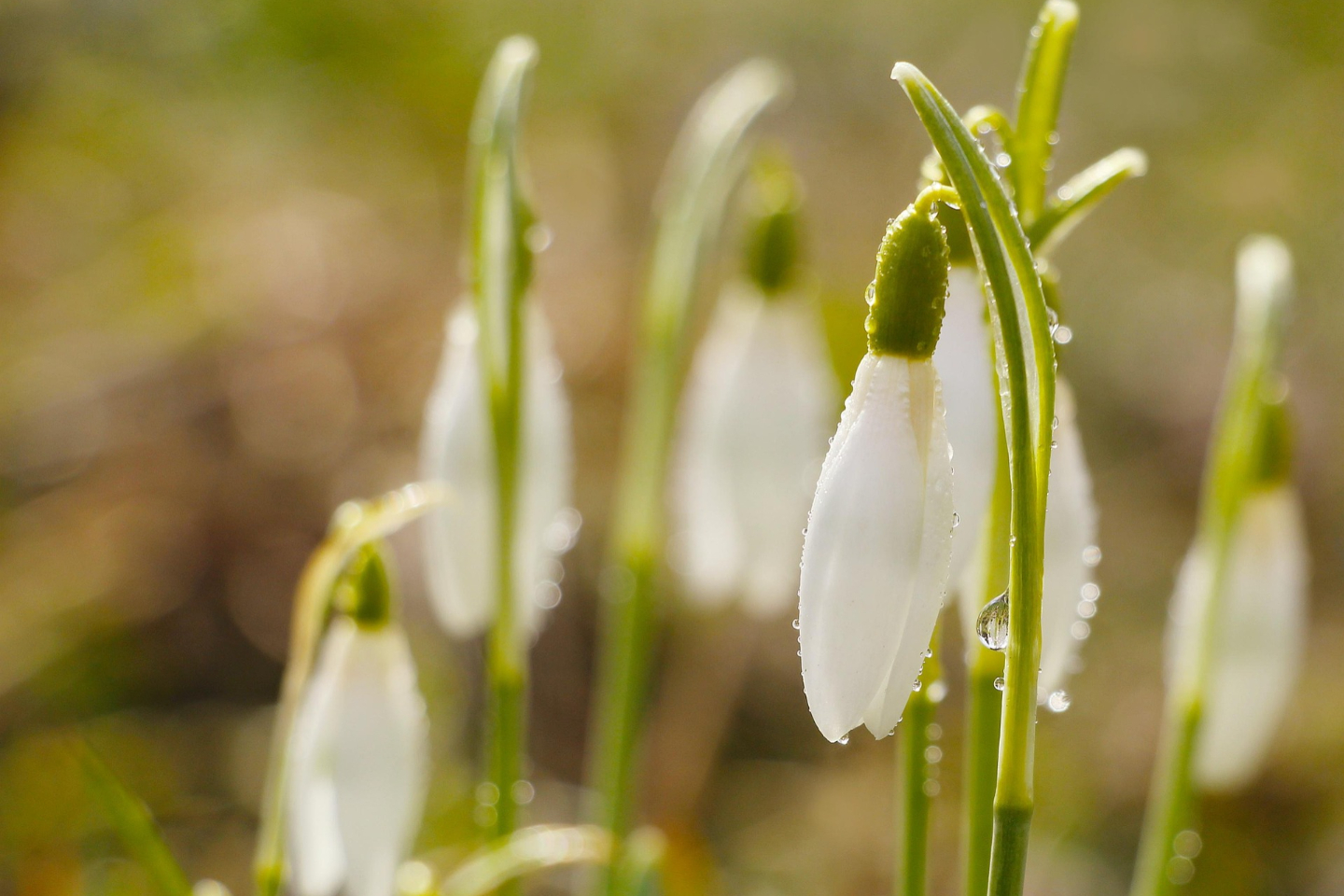 Новости Казахстана / Общество в Казахстане / Весна пришла: подснежники распустились в ботаническом саду в Алматы
