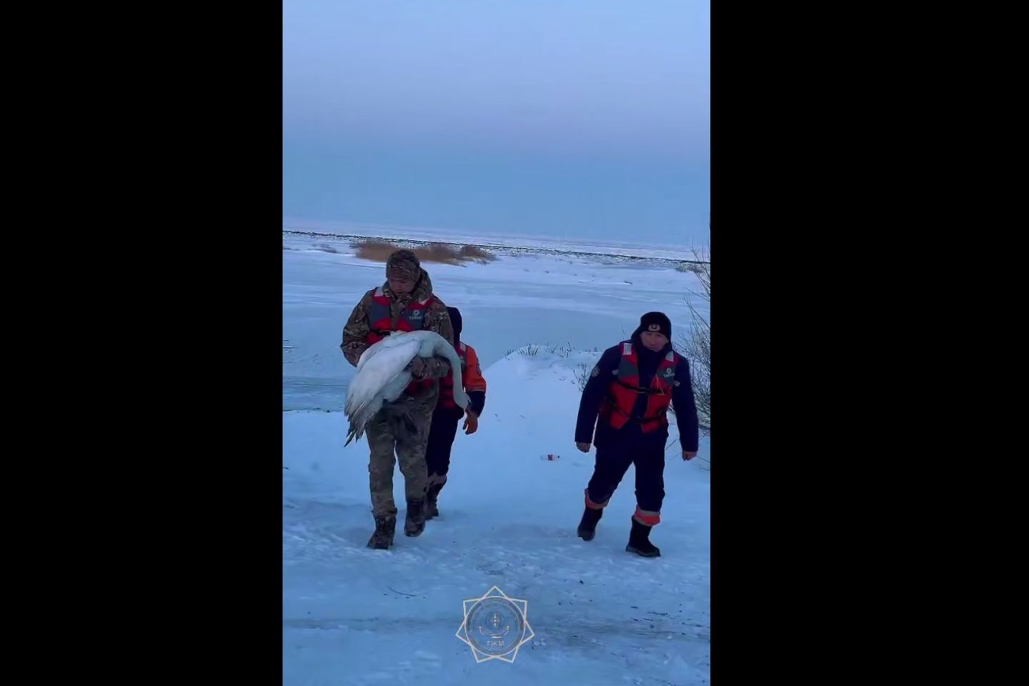 Новости Казахстана / Белый лебедь с переломом крыла найден и передан ветеринарам в Жетису