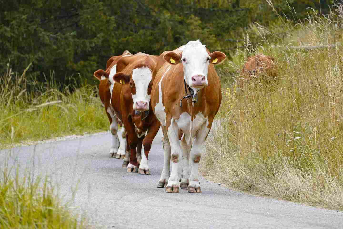 Новости Казахстана / Общество в Казахстане / За бесхозным скотом в ЗКО будут следить дроны Новости Казахстана / Общество в Казахстане / За бесхозным скотом в ЗКО будут следить дроны