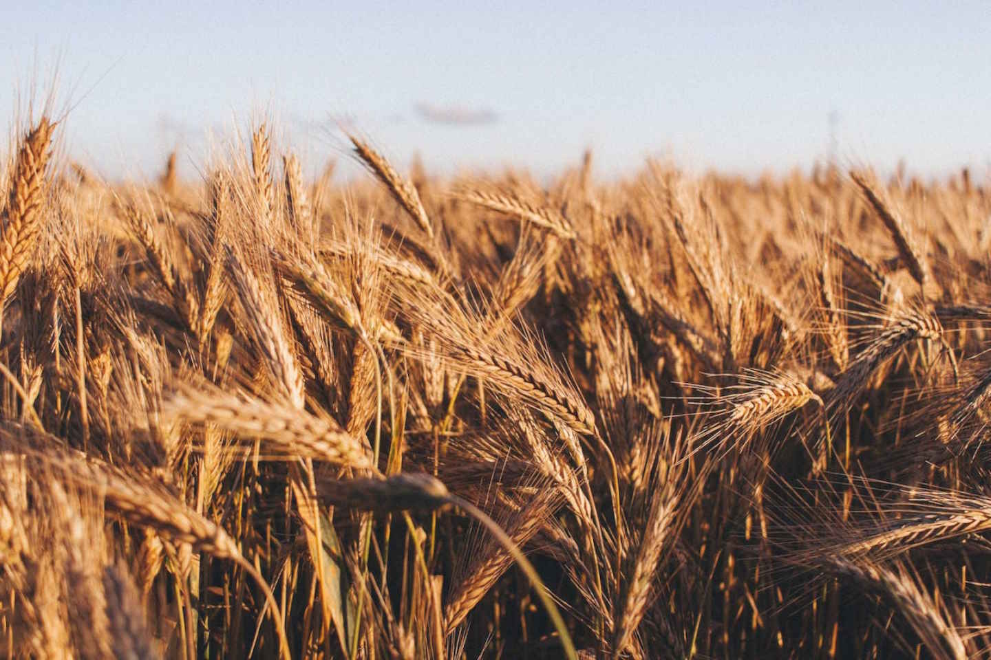 Новости Казахстана / Экономика в Казахстане / В Казахстане хотят внедрять многолетнюю пшеницу