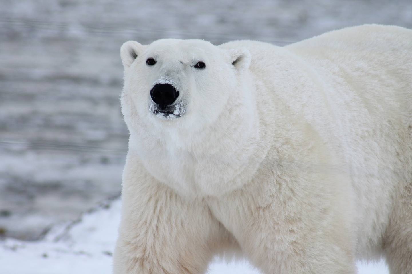 Новости мира / Интересные новости / Ученые создали искусственный аналог шкуры белого медведя