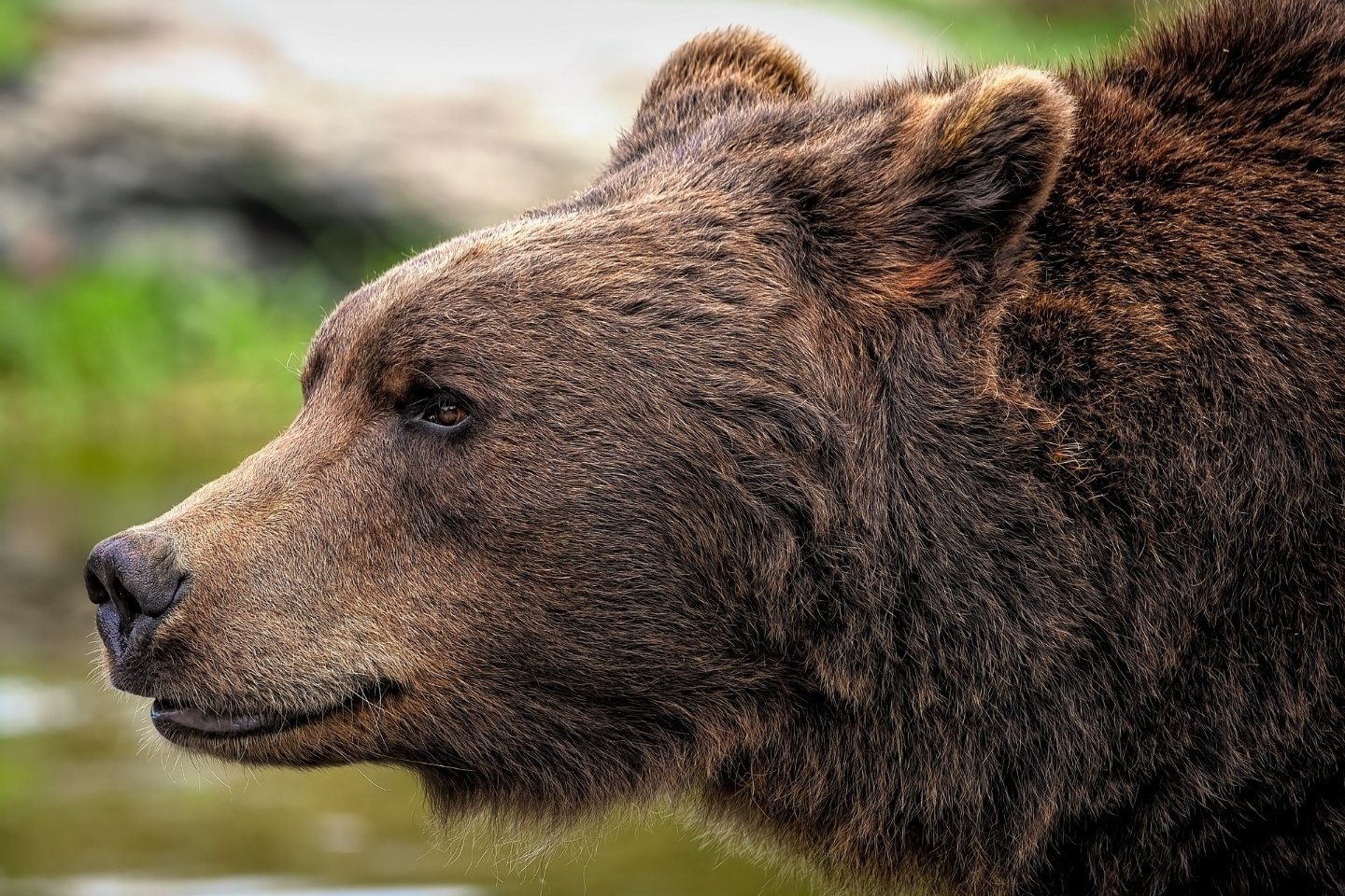 Усть-Каменогорск и ВКО / В горных районах ВКО пришло время просыпаться бурому медведю