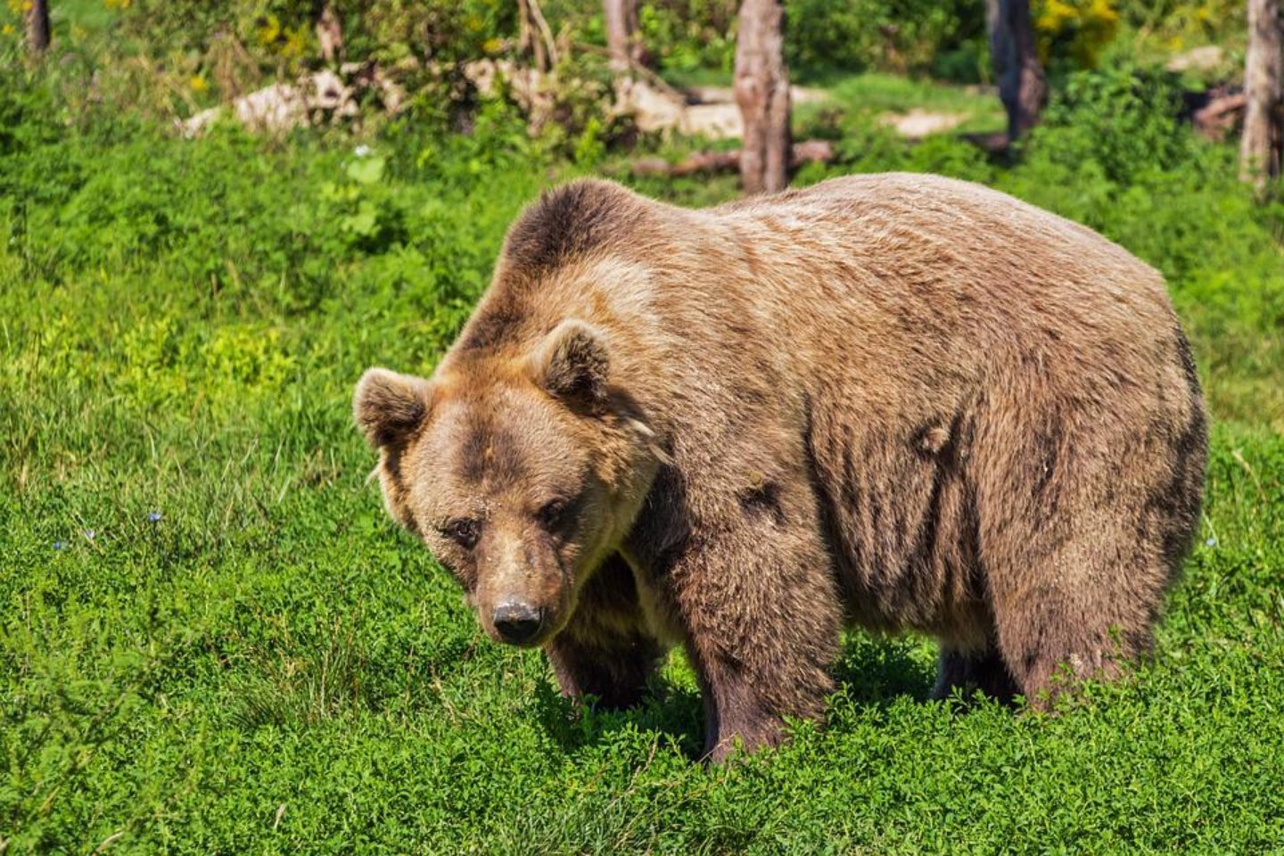 Происшествия в Казахстане и мире / Киргизского пограничника загрыз медведь