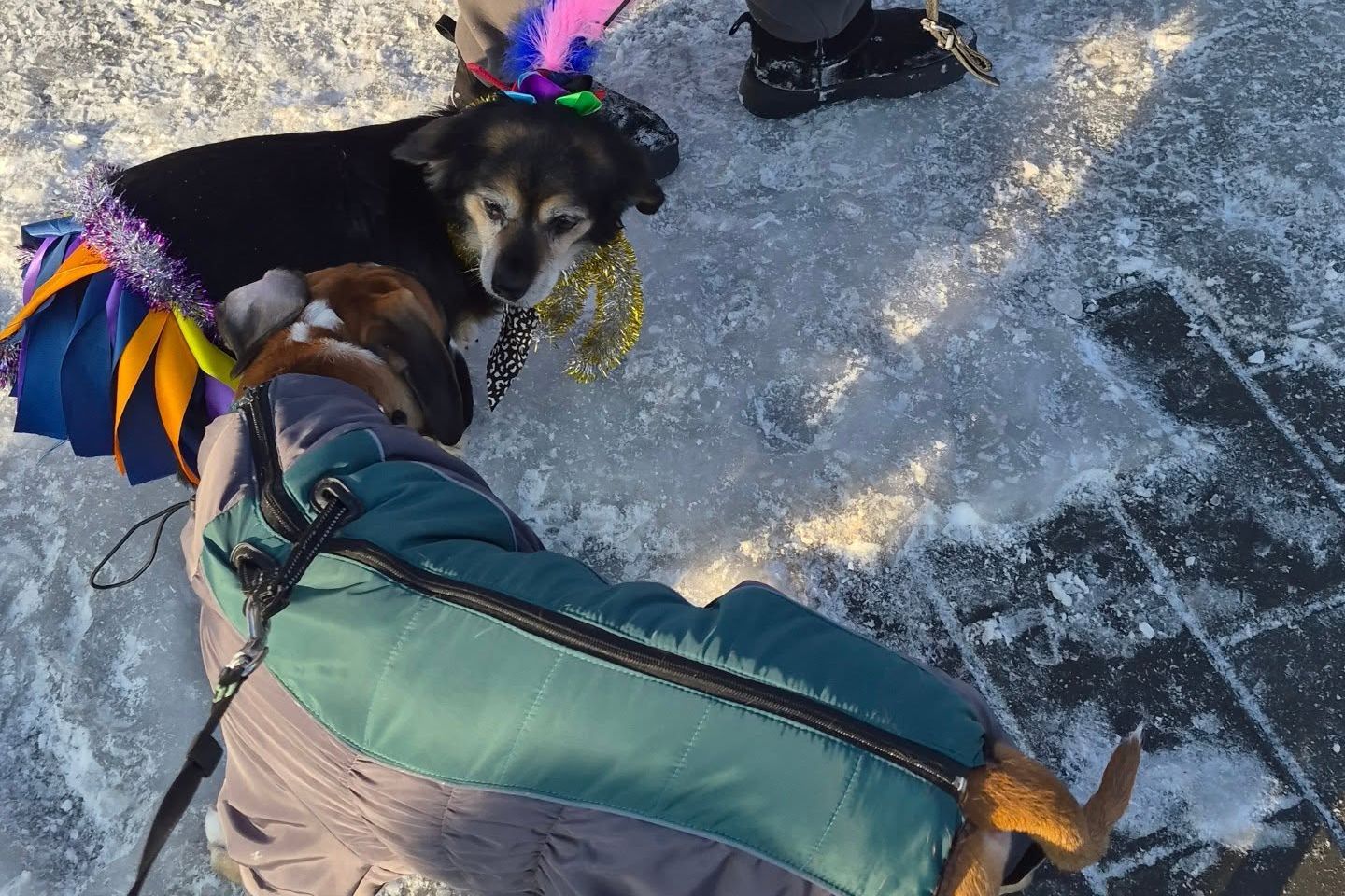 Усть-Каменогорск и ВКО / Усть-Каменогорск / Хвостатые снегурочки, олени и другие персонажи вышли на улицу Усть-Каменогорска