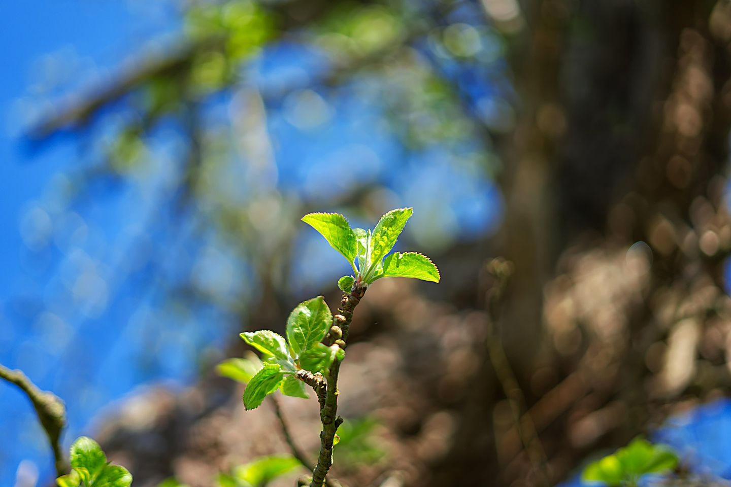 Усть-Каменогорск и ВКО / В ВКО организуют питомники с закрытой корневой системой для выращивания сеянцев