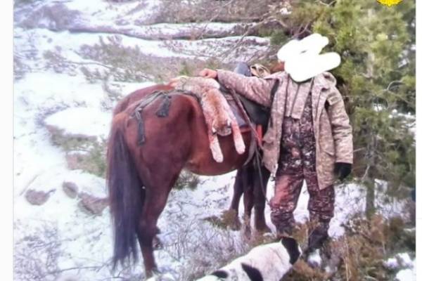 Усть-Каменогорск и ВКО / В ВКО вели незаконную охоту на рысь с помощью собак