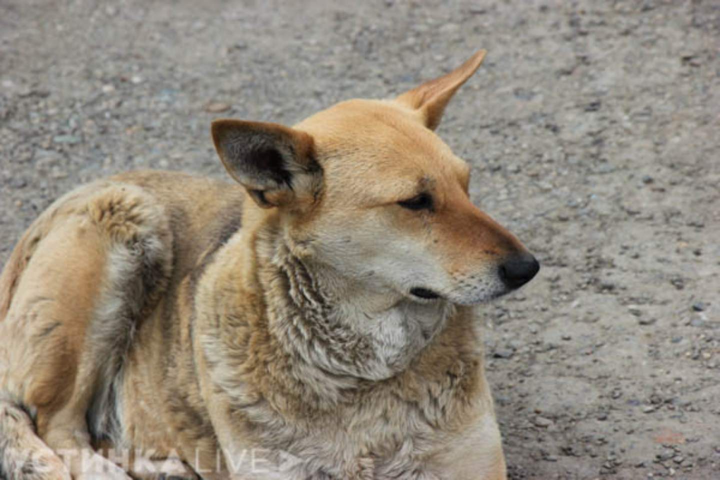 Происшествия в Казахстане и мире / Бродячие собаки загрызли отару овец в пригороде Алматы