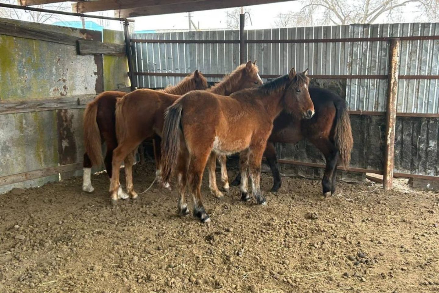 Новости Казахстана / Полиция задержала подозреваемого в краже лошадей в Актюбинской области Новости Казахстана / Полиция задержала подозреваемого в краже лошадей в Актюбинской области