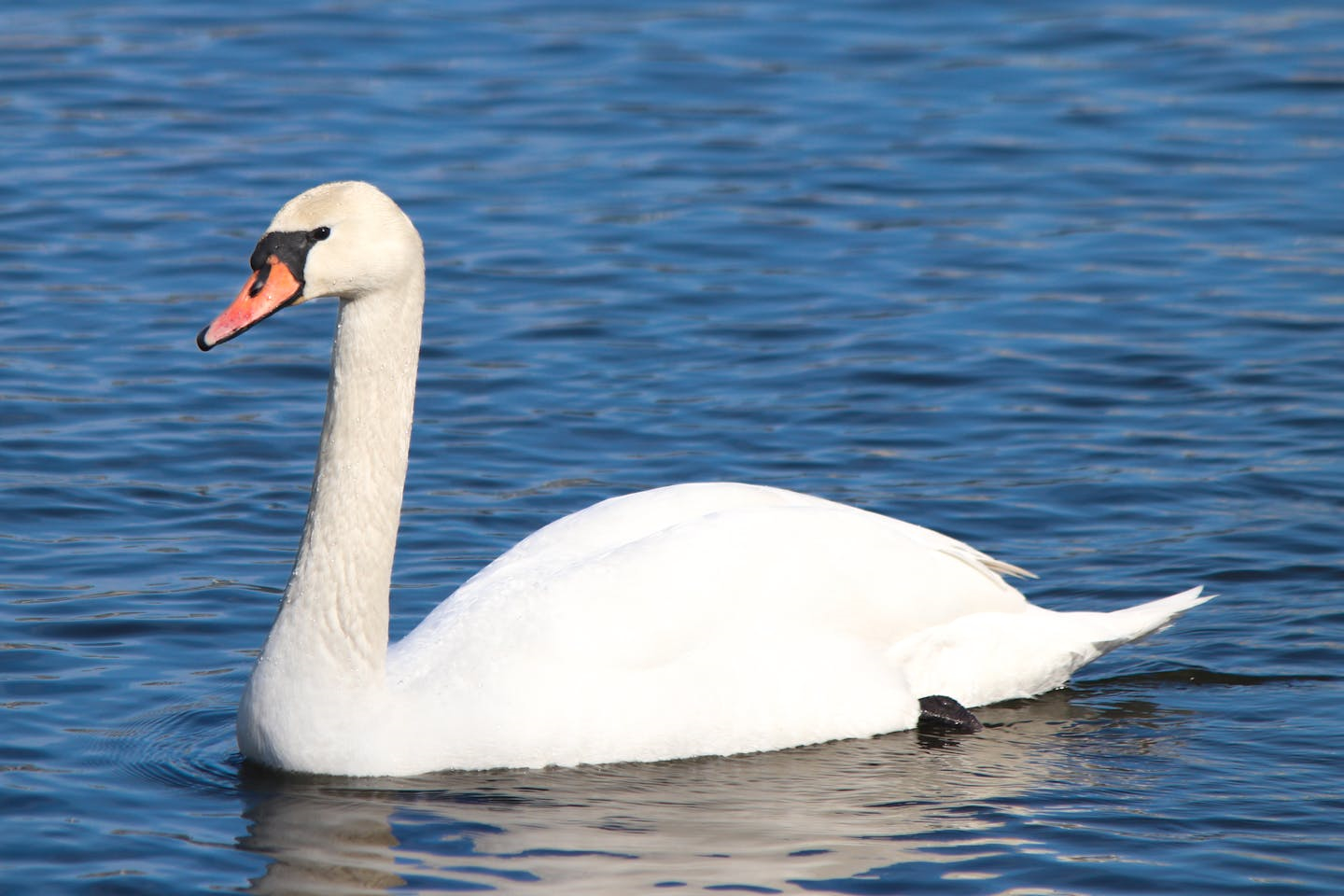 Новости Казахстана / Общество в Казахстане / Мертвых лебедей обнаружили на побережье Каспия Новости Казахстана / Общество в Казахстане / Мертвых лебедей обнаружили на побережье Каспия