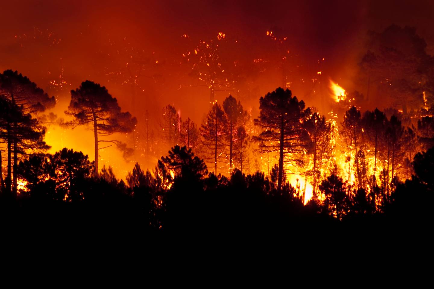 Новости мира / Интересные новости / Лесные пожары добрались до курортных зон в Греции и Турции