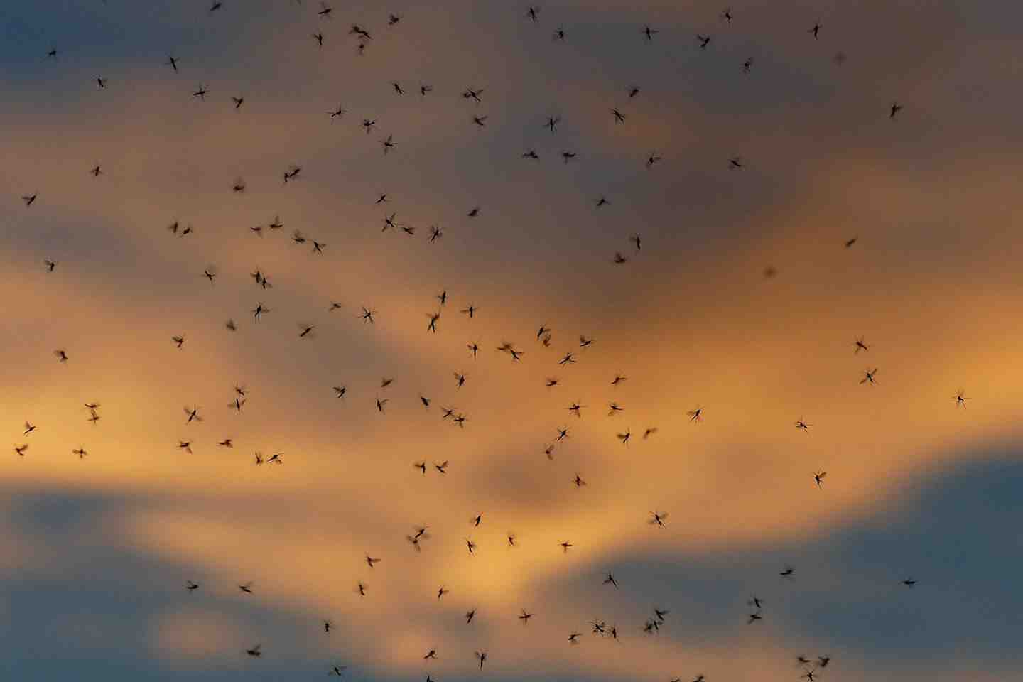 Новости Казахстана / Общество в Казахстане / Жители Актобе жалуются на нашествие насекомых