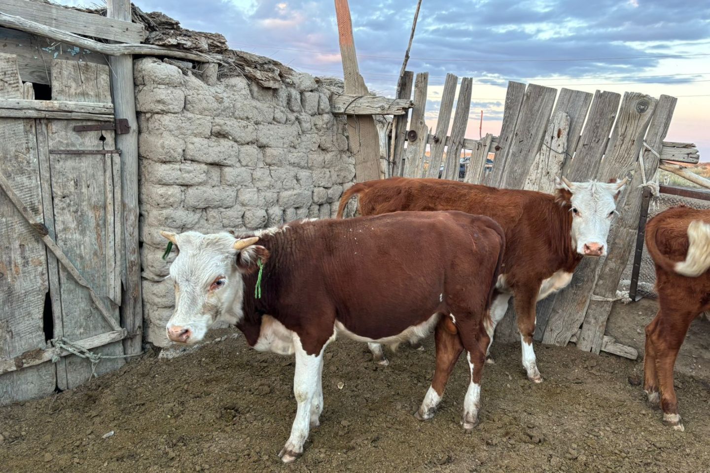 Происшествия в Казахстане и мире / Криминальные новости / Увел пять коров на 1,5 млн: в Тарбагатайском районе задержан скотокрад Происшествия в Казахстане и мире / Криминальные новости / Увел пять коров на 1,5 млн: в Тарбагатайском районе задержан скотокрад