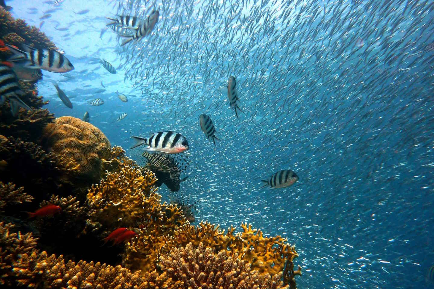 Новости мира / Интересные новости / Ученые обеспокоены вероятностью вымирания коралловых рифов