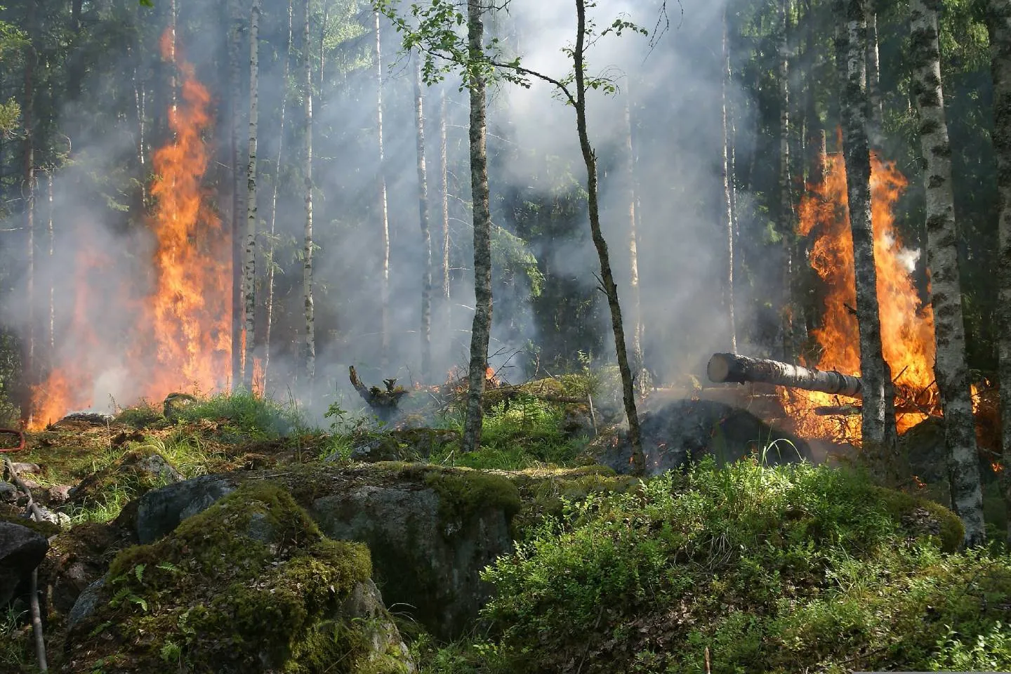 Новости мира / Интересные новости / Дым от лесных пожаров может вызвать длительное воспаление в мозге - ученые