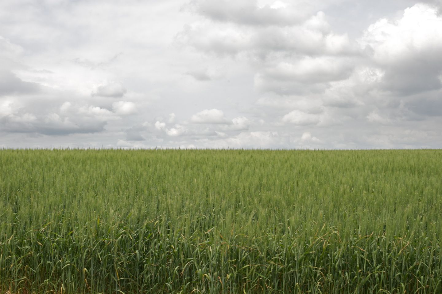 Усть-Каменогорск и ВКО / Инициативные жители ВКО могут получить от Посольства Японии в РК грант на развитие