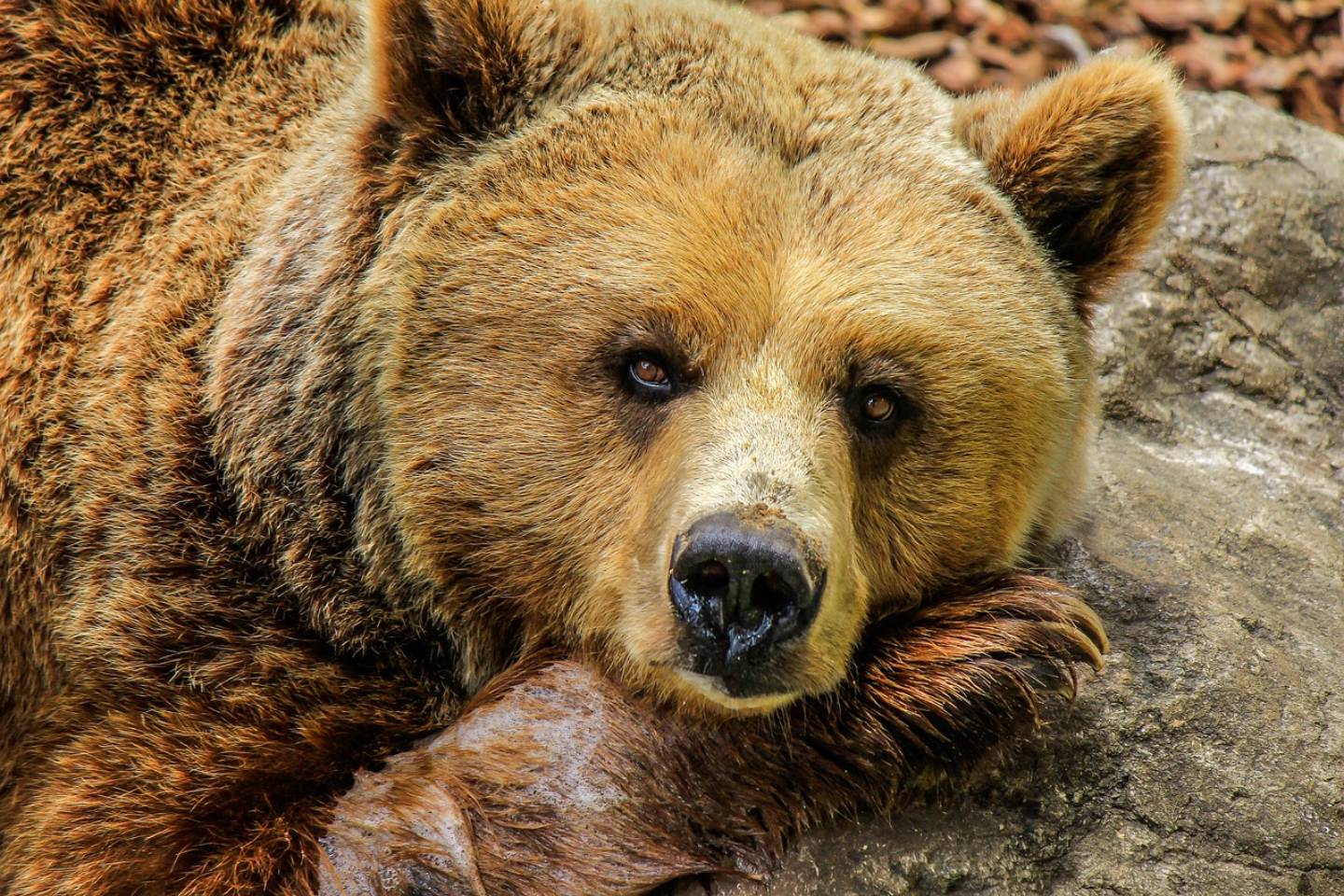 Усть-Каменогорск и ВКО / Полицейские задержали восточноказахстанца, застрелившего медведя