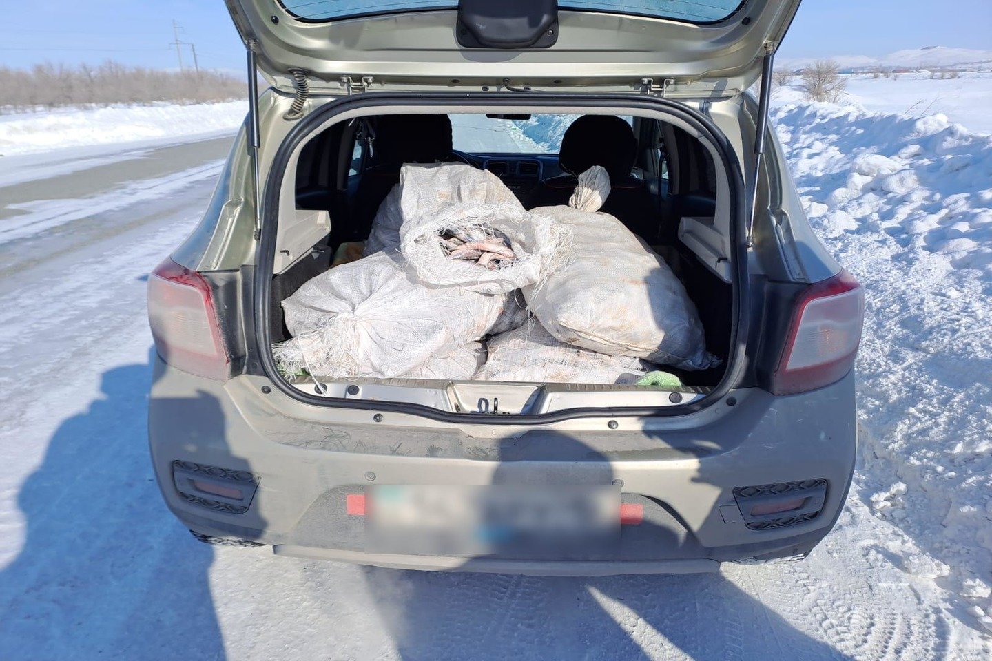 Усть-Каменогорск и ВКО / ШҚО тұрғыны 130 келіден астам заңсыз рипусты тасымалдаған