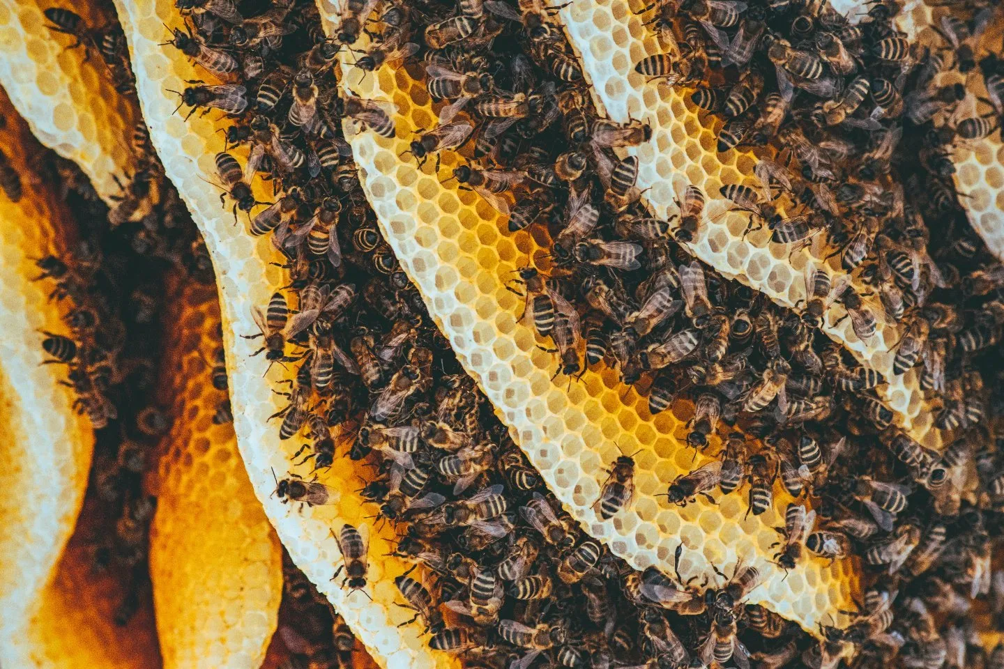 Новости Казахстана / Общество в Казахстане / В Туркестанской области массово гибнут пчелы