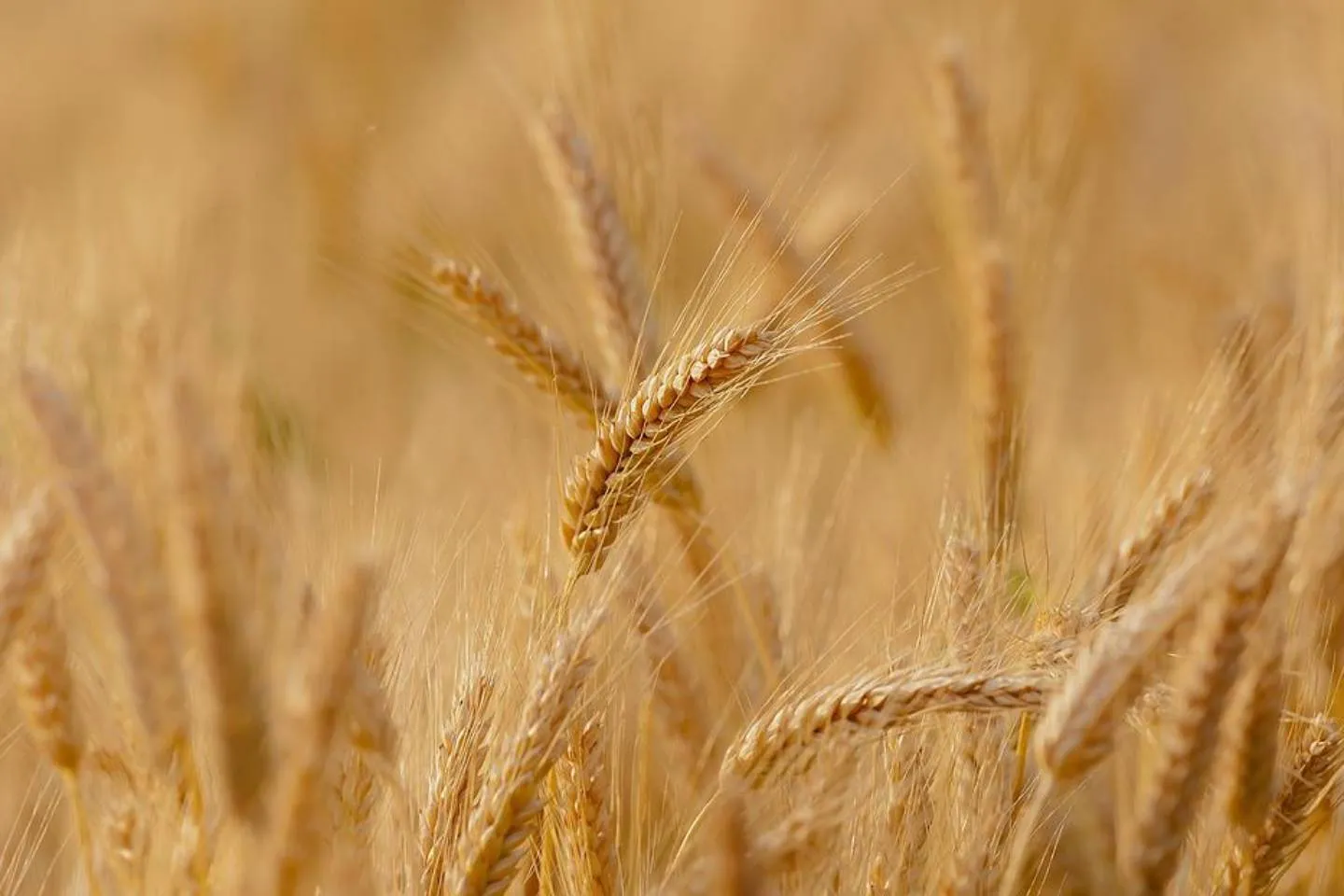 Новости Казахстана / Общество в Казахстане / Сможет ли Казахстан самостоятельно обеспечить себя зерном в этом году?