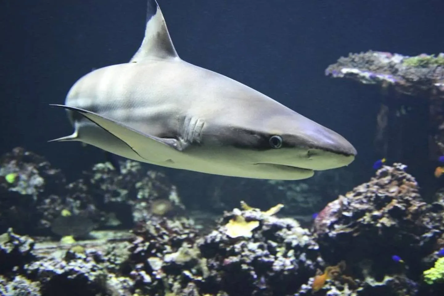 Новости мира / Интересные новости / В США мужчина поймал акулу за хвост и подрался с ней
