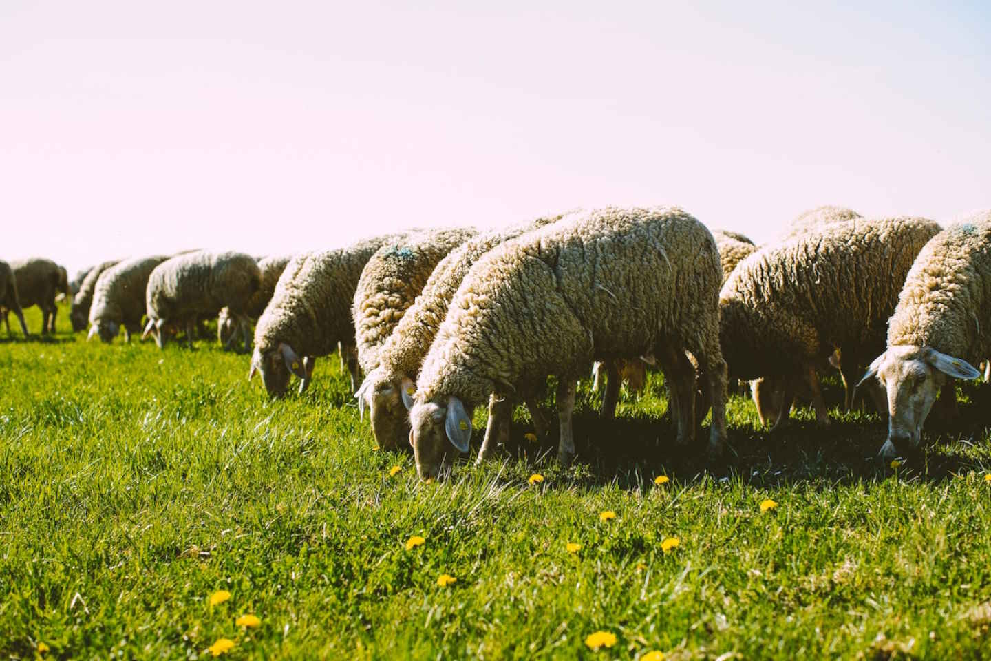 Новости мира / Интересные новости / В Греции стадо овец разорило конопляную ферму
