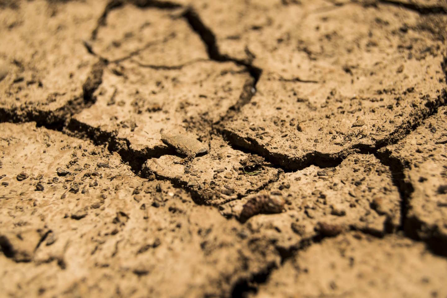 Новости Казахстана / Экономика в Казахстане / Фермерам Жамбылской области возместят ущерб от засухи