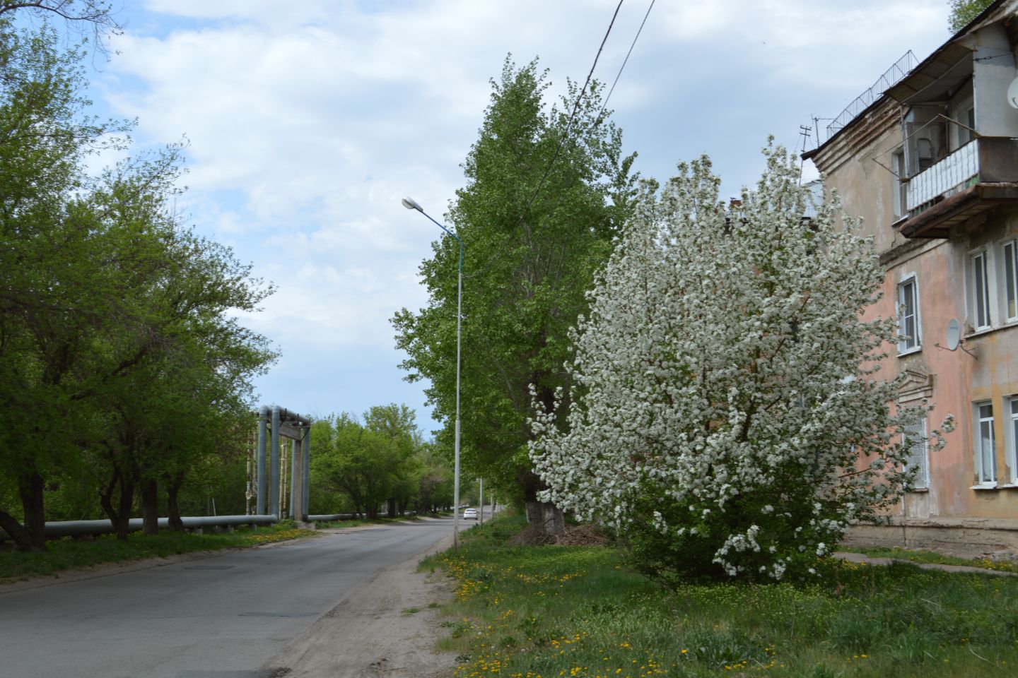 Усть-Каменогорск и ВКО / В Восточном Казахстане высаживать и поливать деревья теперь будут вовремя