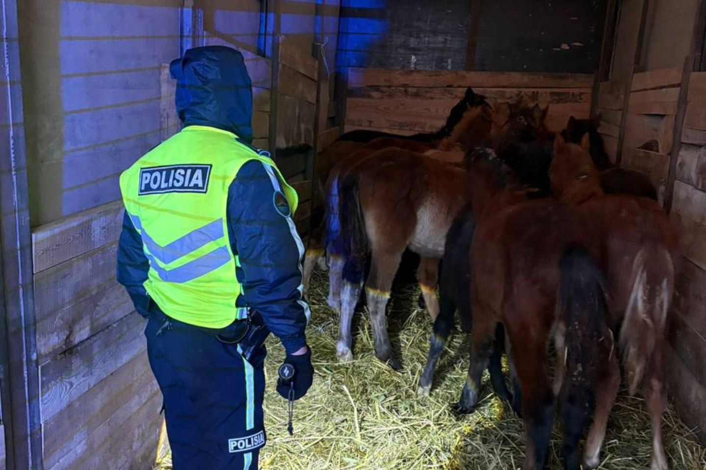 Усть-Каменогорск и ВКО / ШҚО-да малды дұрыс жаймағандарға айыппұл салынды