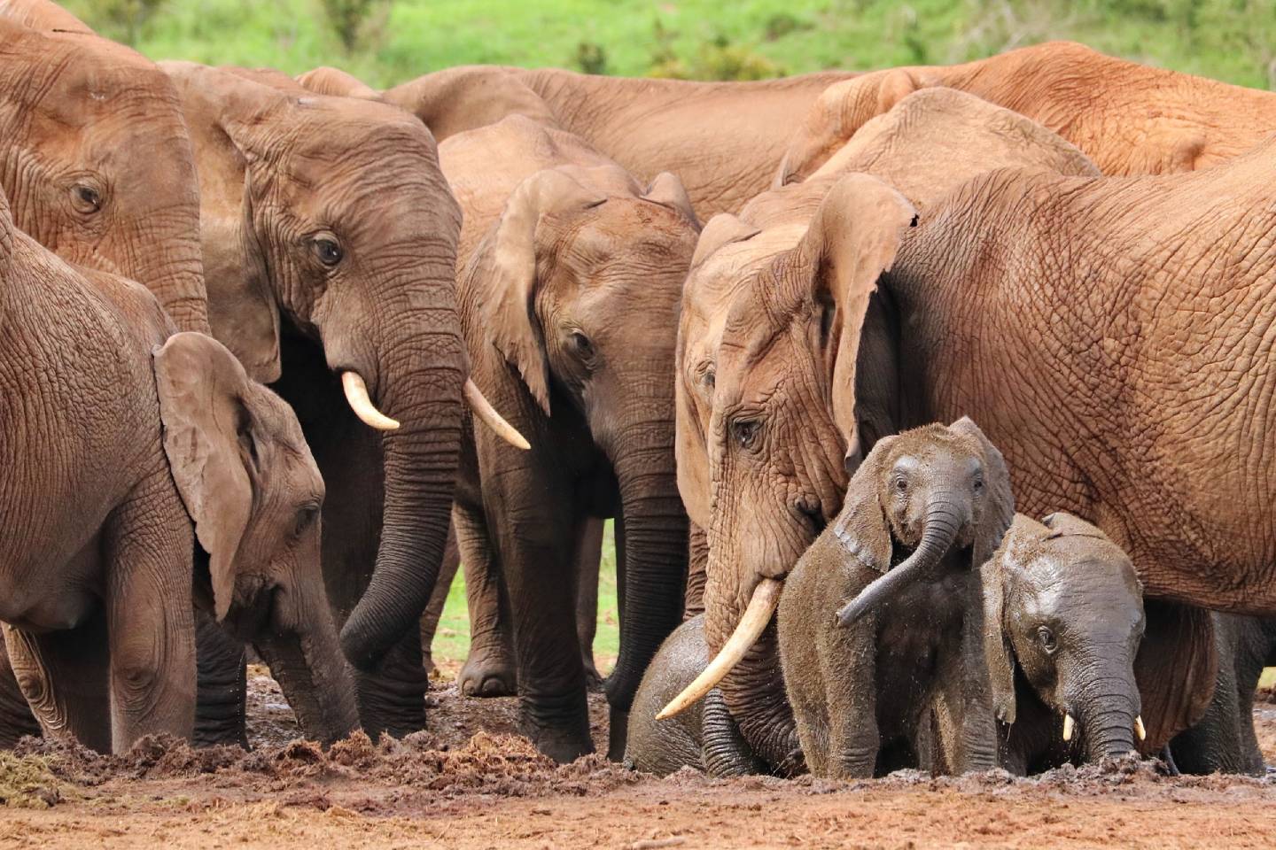 Новости мира / Интересные новости / Ученые выяснили, что слоны не боятся мышей