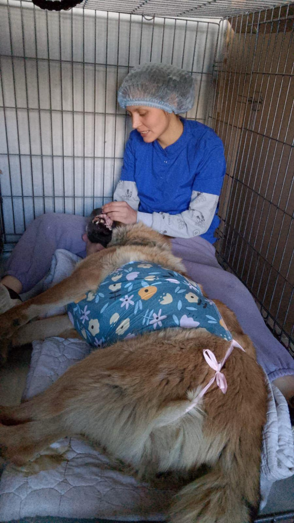 Елена Скосарева Елена Скосарева