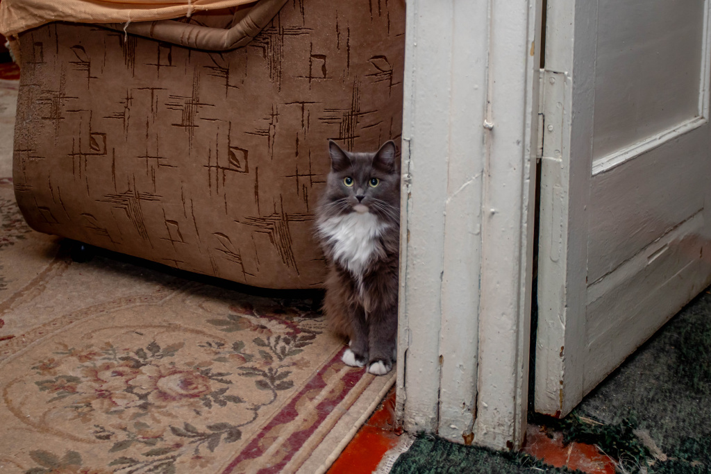 дымчатый кот