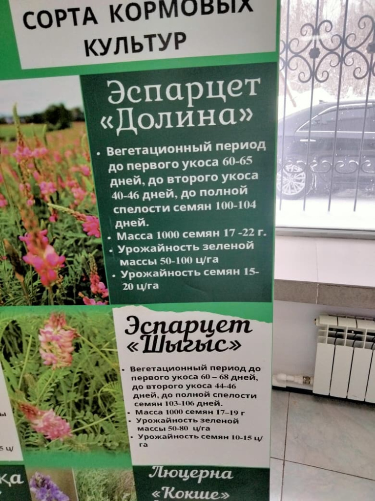 бобовые травы