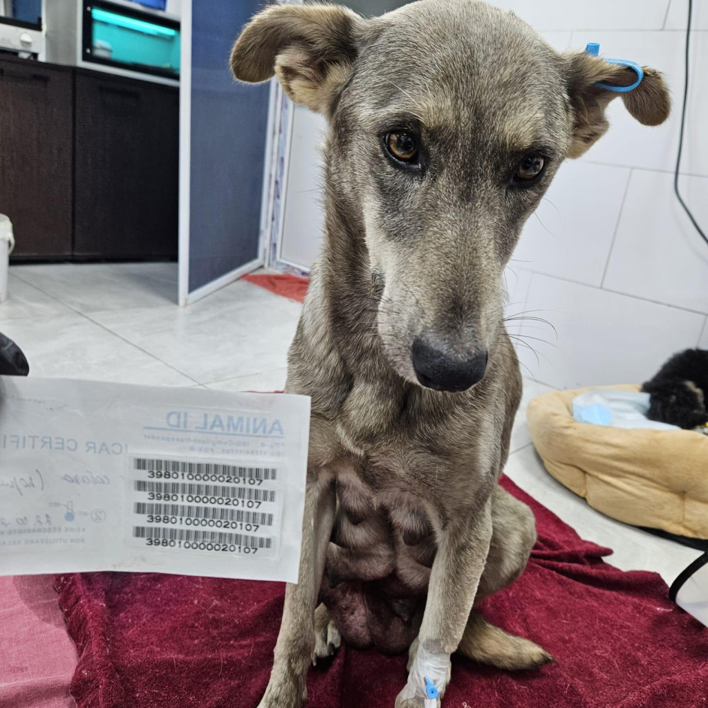 Бирка Бирка