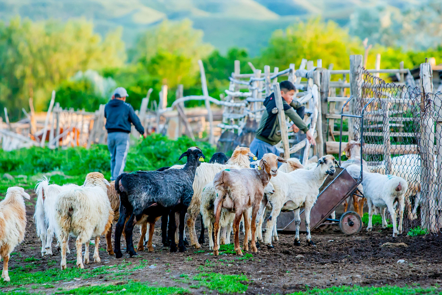 Новости Казахстана / Қазақстанда тамызда ұлттық ауыл шаруашылығы санағы басталады Новости Казахстана / Қазақстанда тамызда ұлттық ауыл шаруашылығы санағы басталады