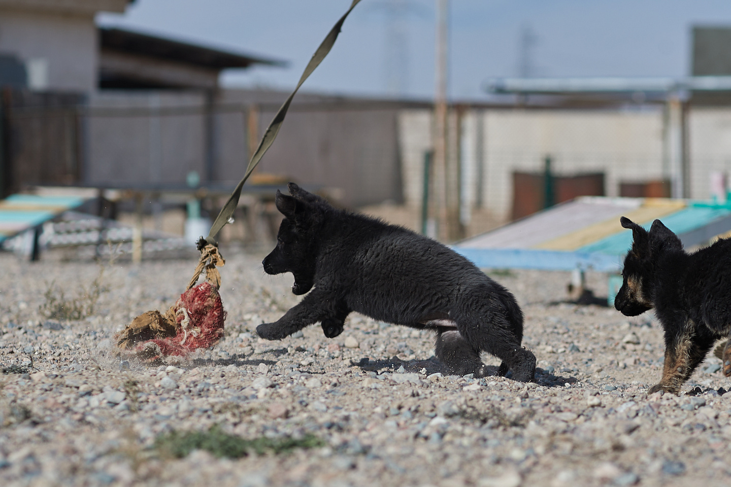 Новости мира / Политика в мире / Россия, Турция и Иран будут вместе наблюдать за перемирием в Сирии