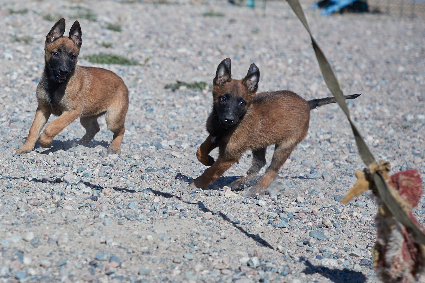 Новости мира / Политика в мире / Lufthansa завершила многолетний спор с профсоюзом