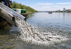 Ертіс өзеніне үш жүз мыңға жуық бекіре шабағы жіберіледі