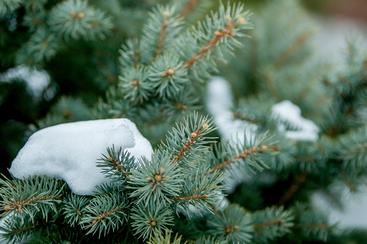 Усть-Каменогорск и ВКО / Шығыста ауа райы +17°С-қа дейін жылынады