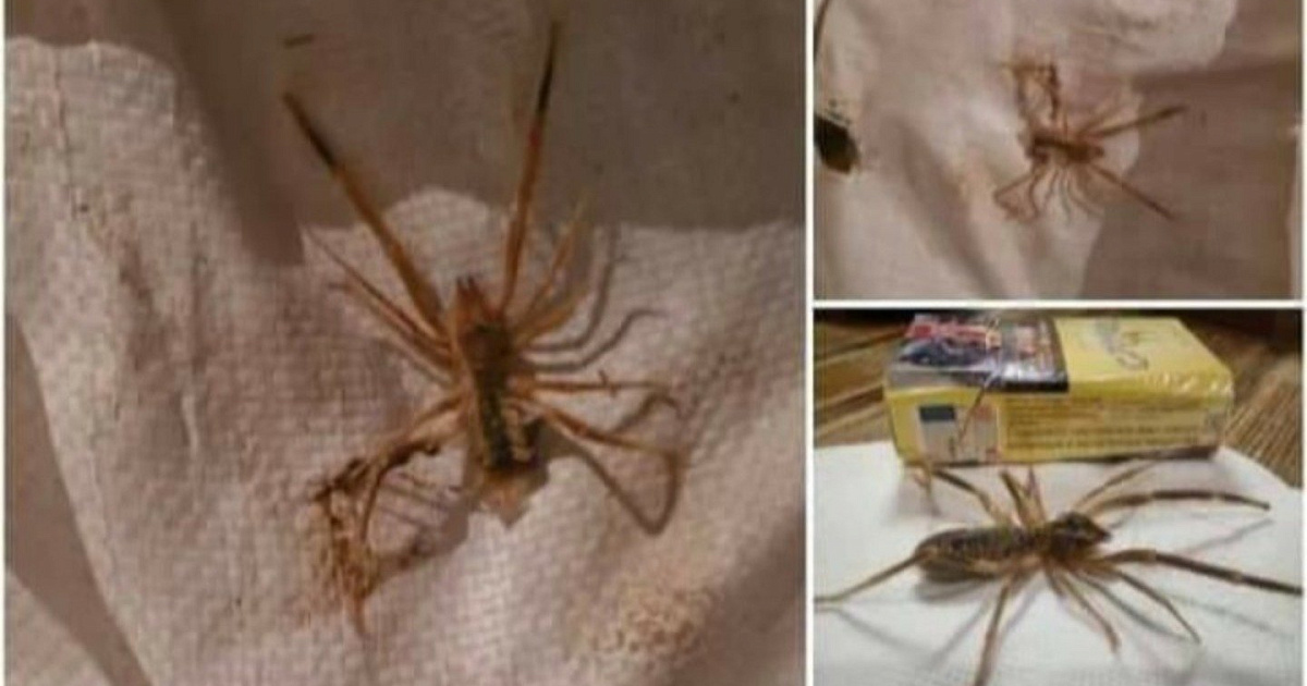 Ер адамның басын кискаға салған порно видео Шұлық киген қыздар сексуалды